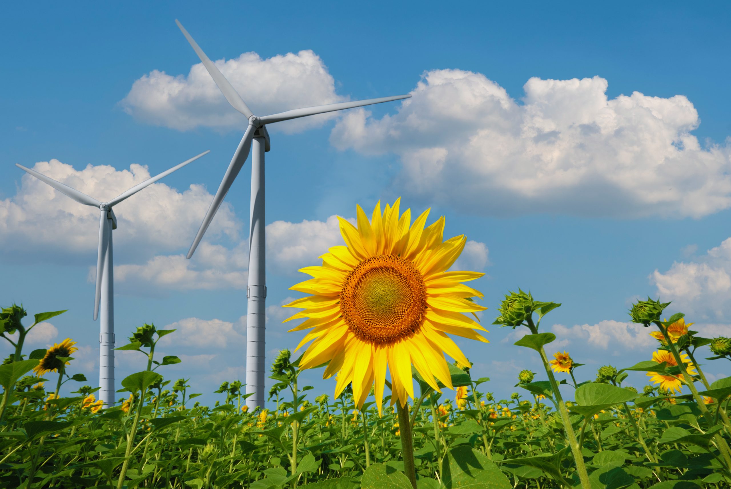 energías renovables + COP26
