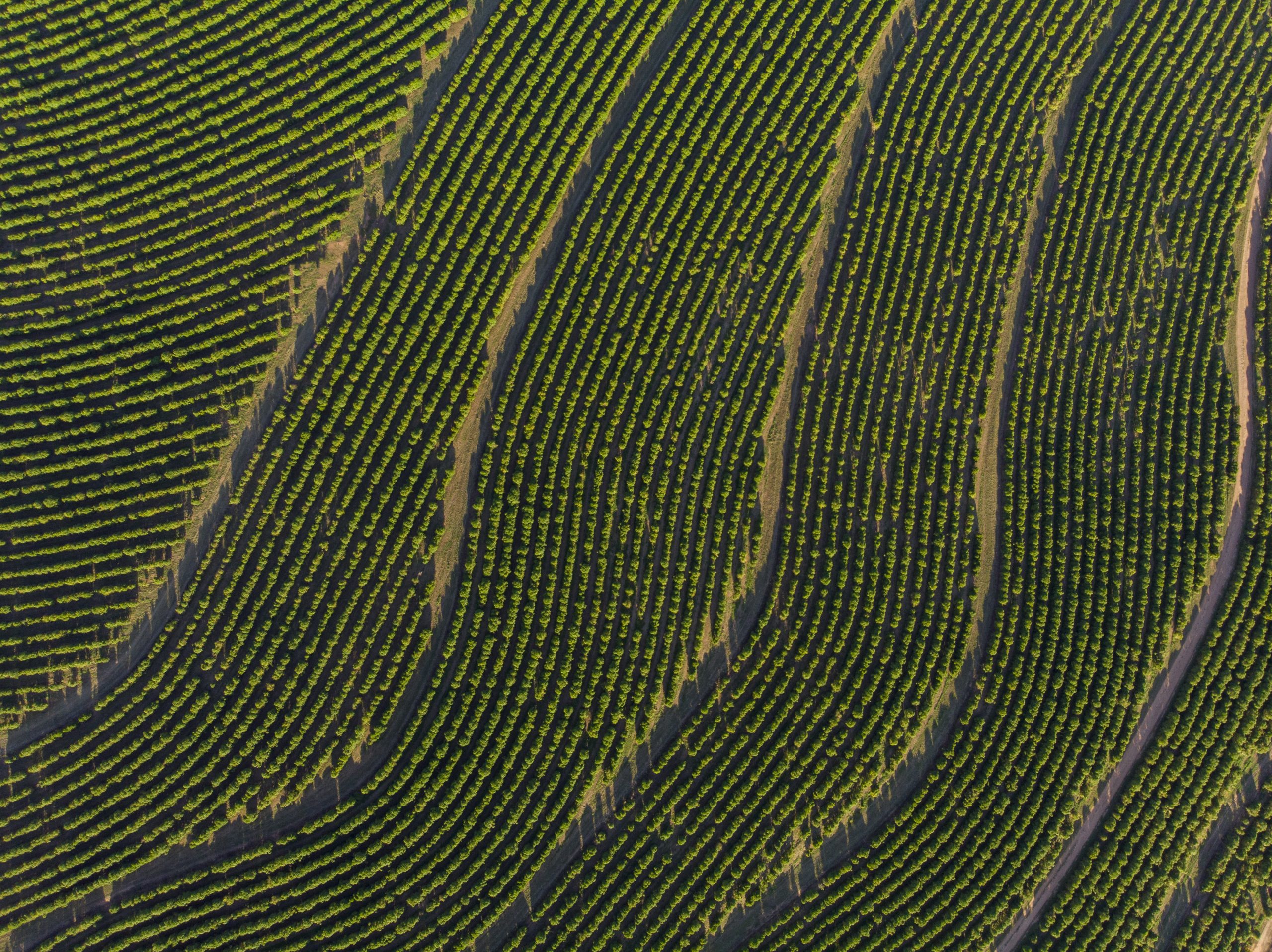 Agroindustrial gas licuado