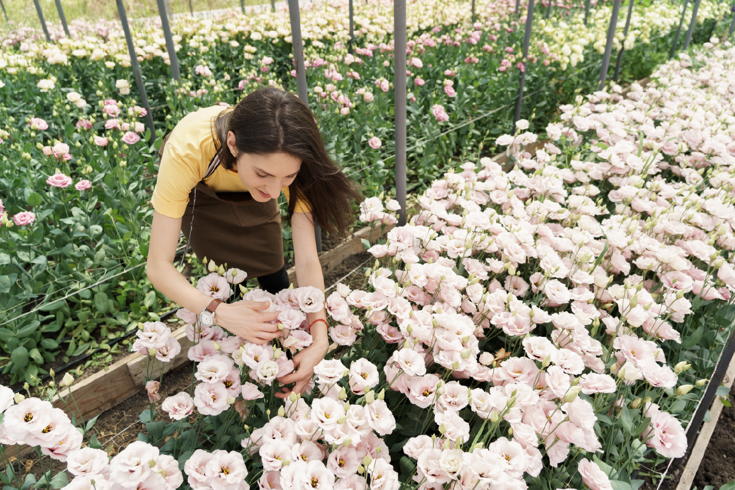 gas licuado en la floricultura