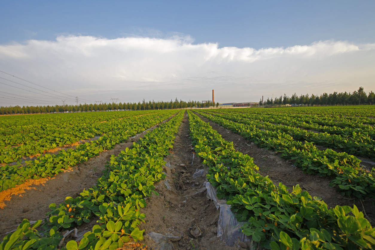 agricultura gas licuado